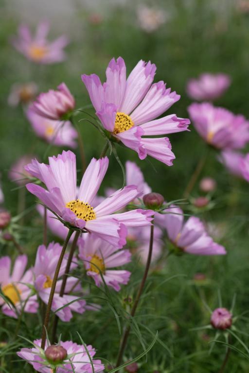 Cosmos bipinnatus, 'Pinwheel Pink'