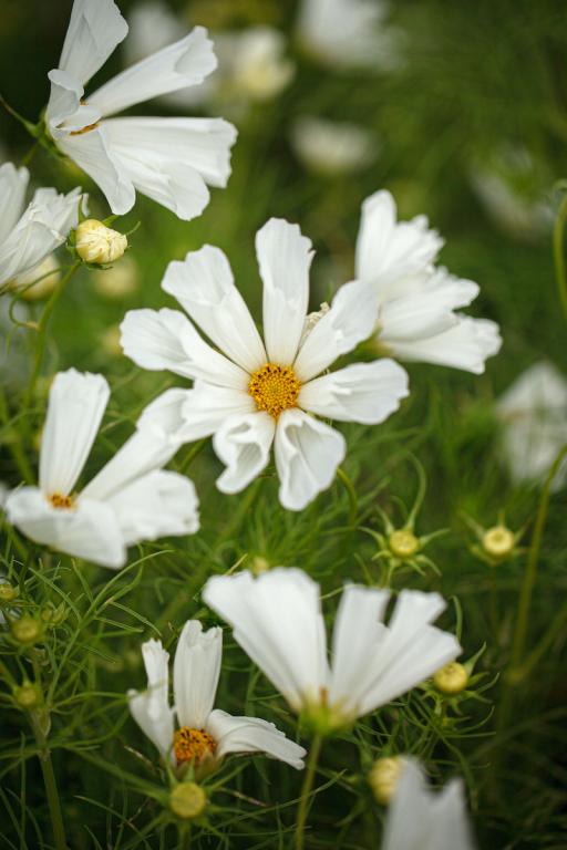 Cosmos bipinnatus, 'Pinwheel White'