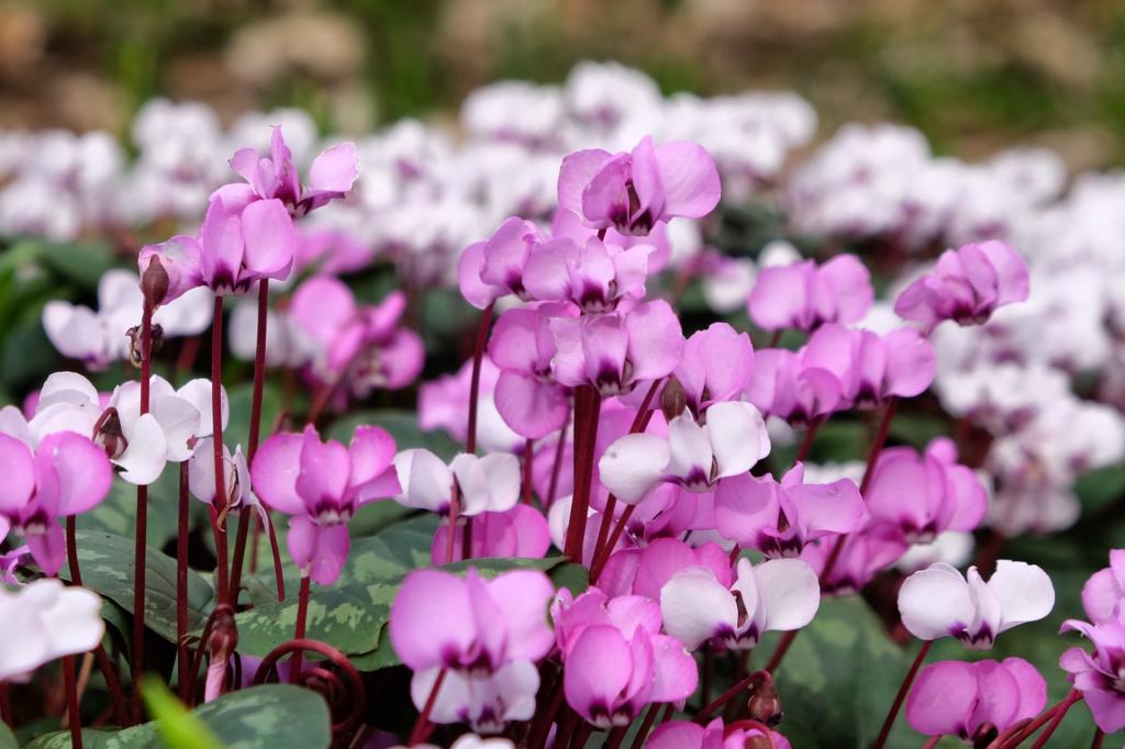 Cyclamen coum