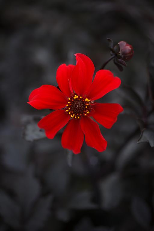 Dahlia pinnata, 'Black Forest Ruby'