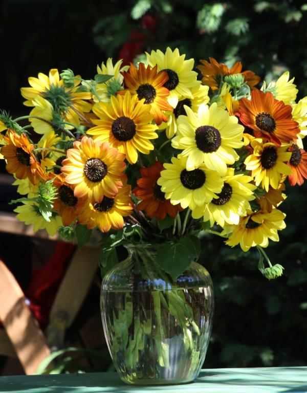 Helianthus debilis, 'Soluna Series', 'Soluna', Mixed Colours
