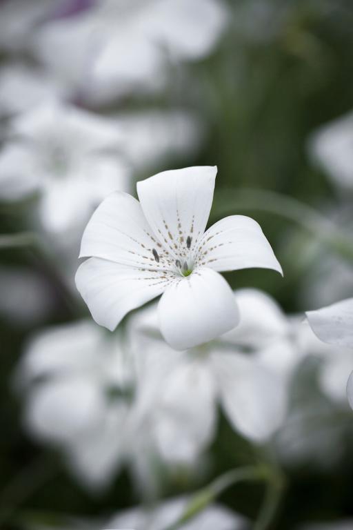 Agrostemma gracilis, 'White Queen'