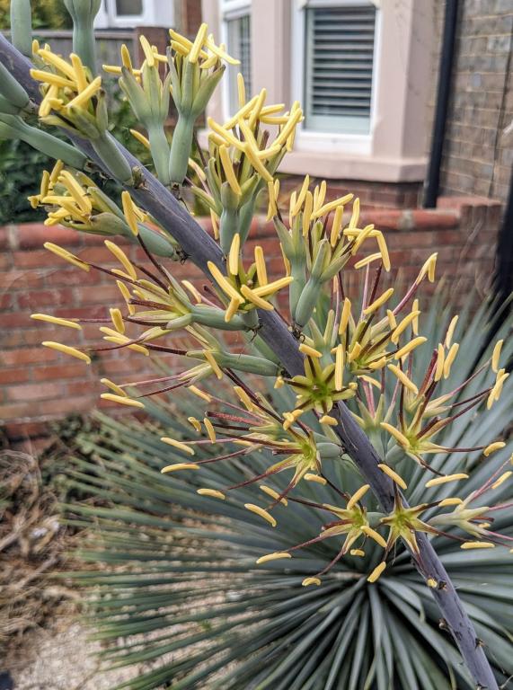 Agave univittata