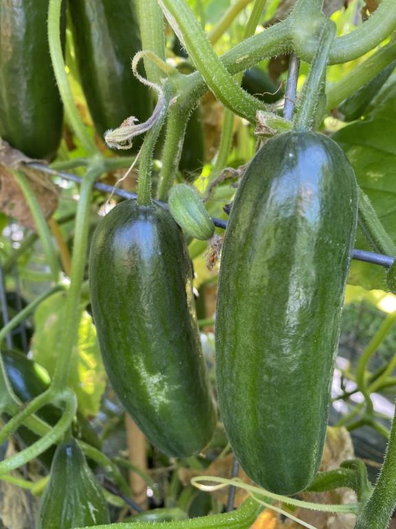 Cucumber, Baby, 'Party Time', F1 Hybrid