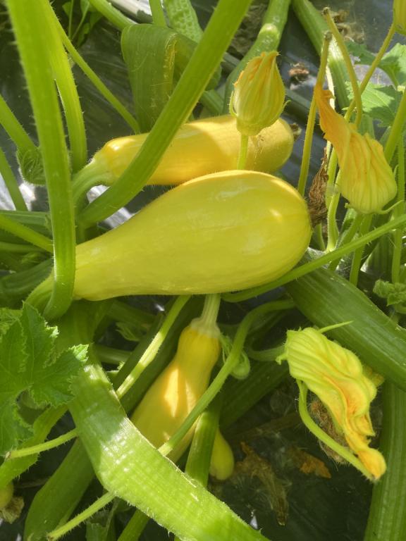 Courgette, 'Supersonic', F1 Hybrid