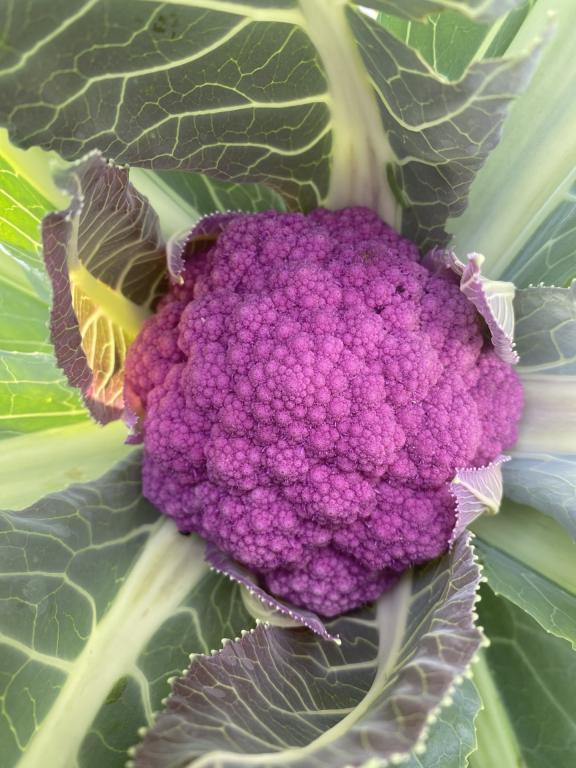 Cauliflower, 'Hipster', F1 Hybrid