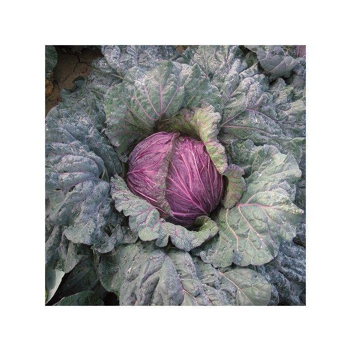 Cabbage, Savoy ‘Violaceo di Verona’