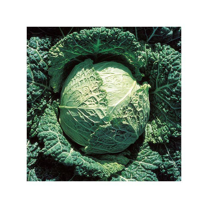 Cabbage, Savoy, 'Re D'Inverno'
