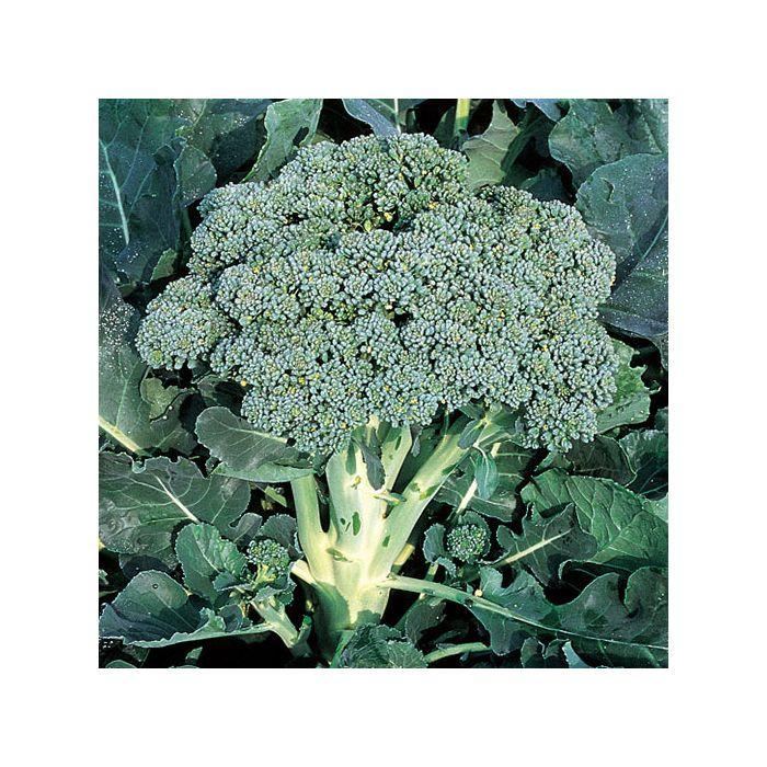 Calabrese, 'Ramoso'