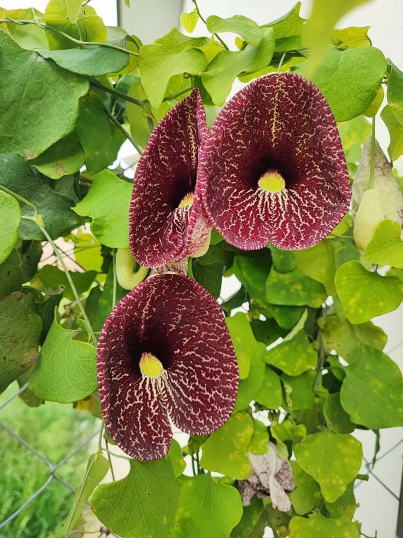 Aristolochia, Mixed Species