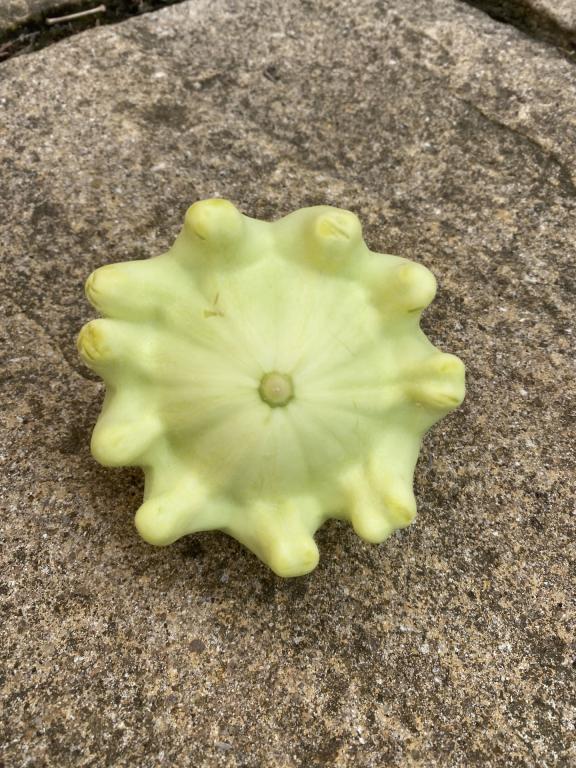 Squash, 'Jaune de Vert'