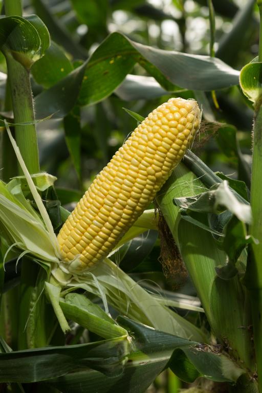 Sweetcorn, 'Strongstar', F1 Hybrid