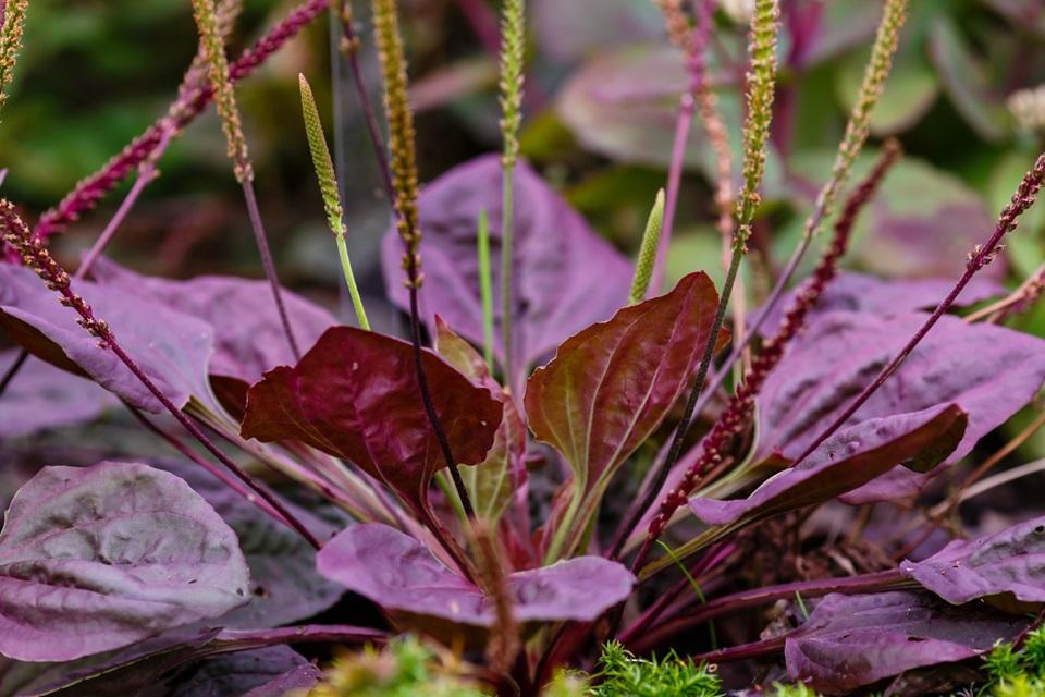 Plantago major, 'Purple Perversion'