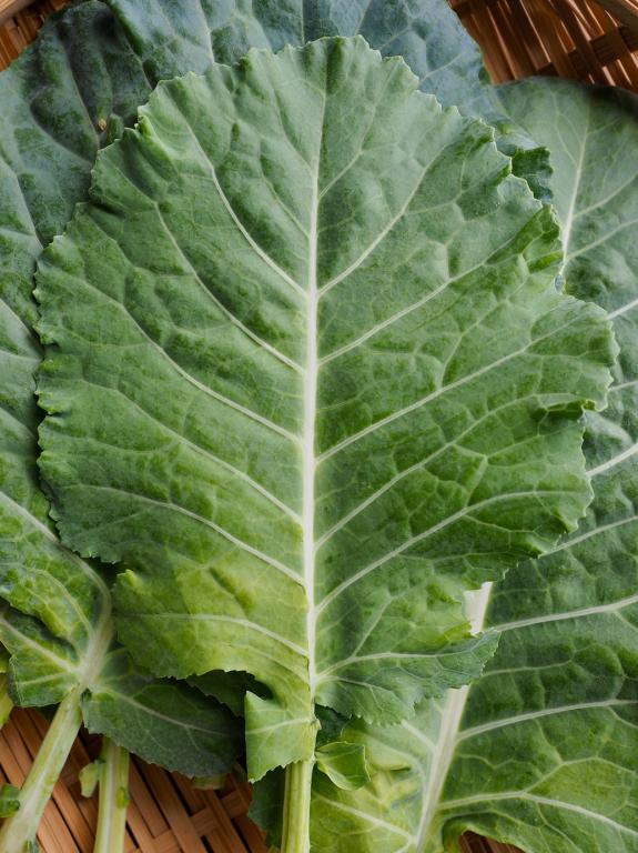 Kale, 'Thousandhead'