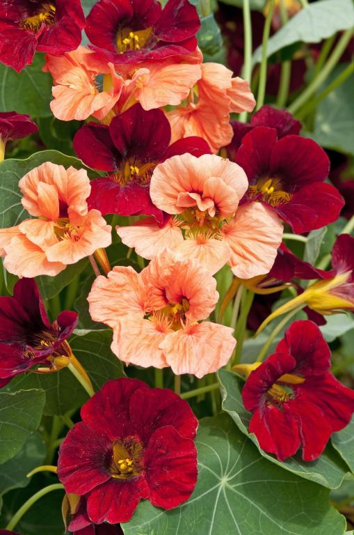 Tropaeolum minus, 'Sahin's Rumba'