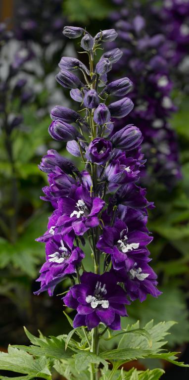 Delphinium elatum, 'Delphina Dark Blue'
