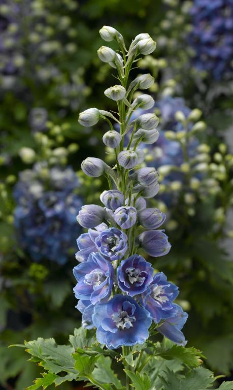 Delphinium elatum, 'Delphina Light Blue'