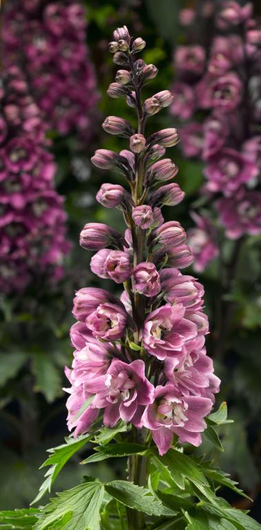 Delphinium elatum, 'Delphina Rose'