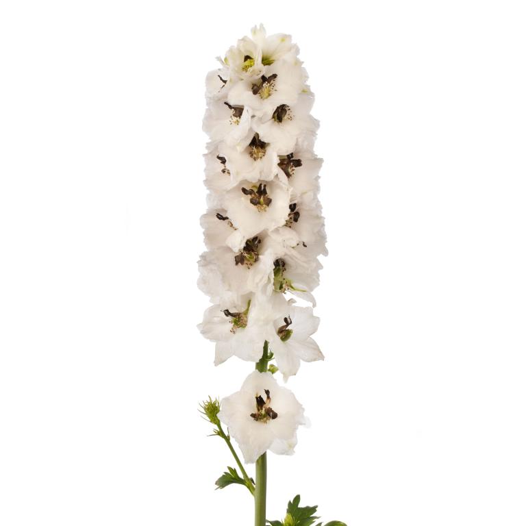 Delphinium elatum, 'Delphina White'