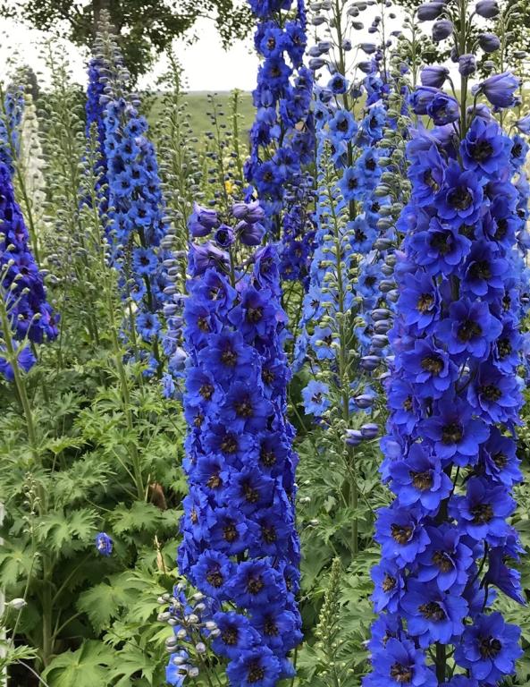Delphinium elatum, New Zealand Millennium Collection, 'Blue Buccaneers'