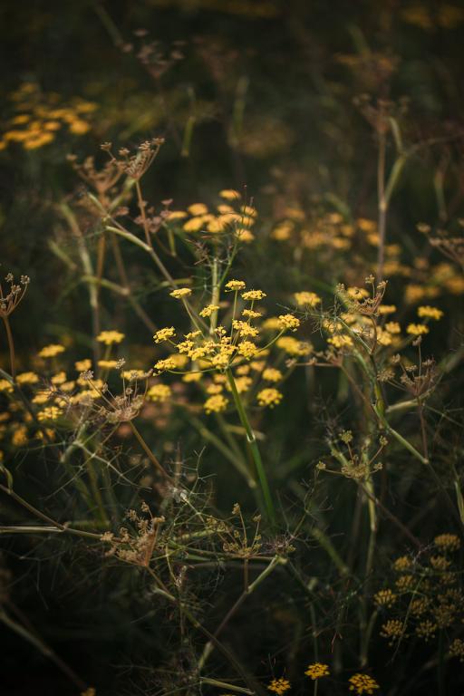 Foeniculum vulgare, 'Smokey'