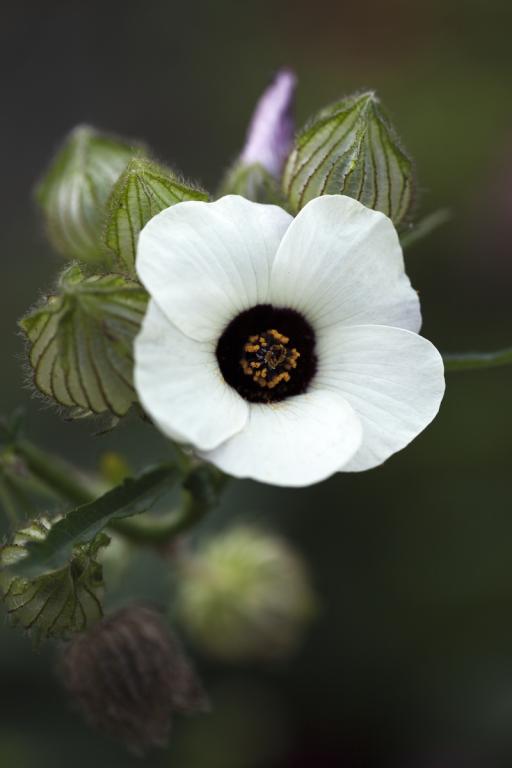 Hibiscus trionum, 'Simply Love'