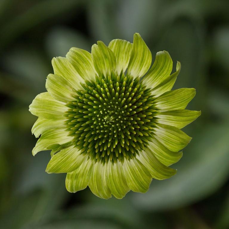 Echinacea purpurea, 'Prairie Blaze Green'