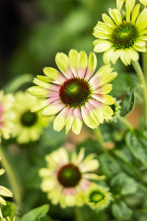 Echinacea purpurea, 'Prairie Blaze Vintage Lime'