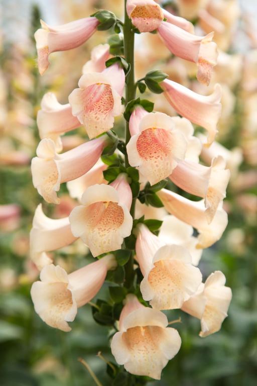 Digitalis purpurea, 'Dottie Peach', F1 Hybrid