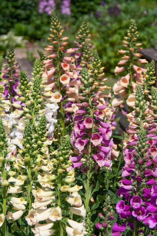 Digitalis purpurea, 'Dottie Mix', F1 Hybrid