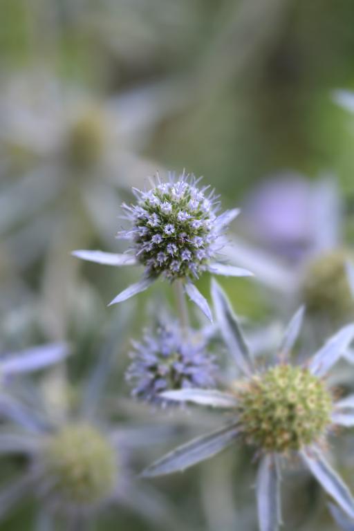 Eryngium caucasicum
