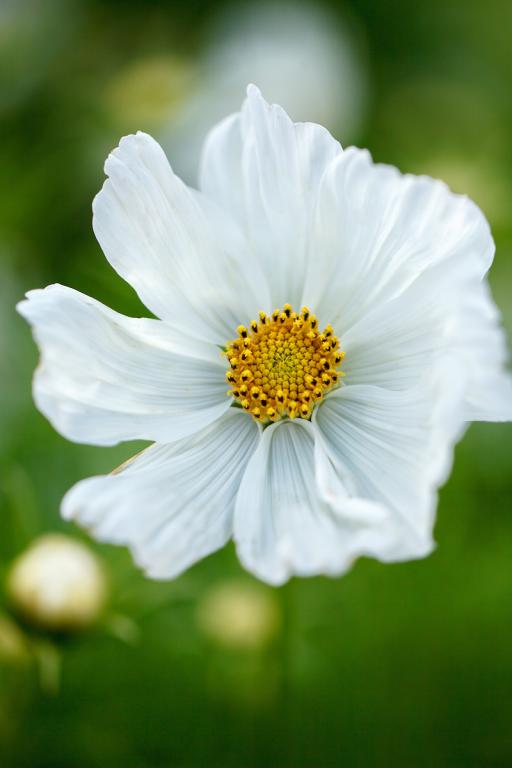 Cosmos bipinnatus, 'Lucinda'