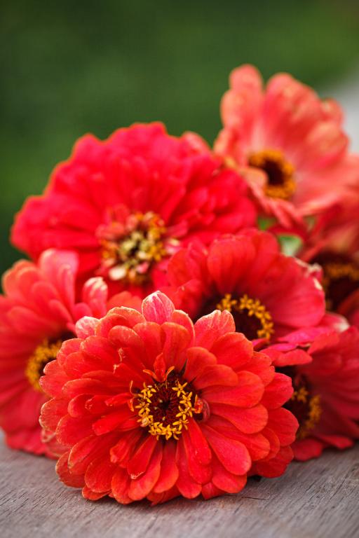 Zinnia elegans, Dahlia Flowered, 'Salmon Queen'