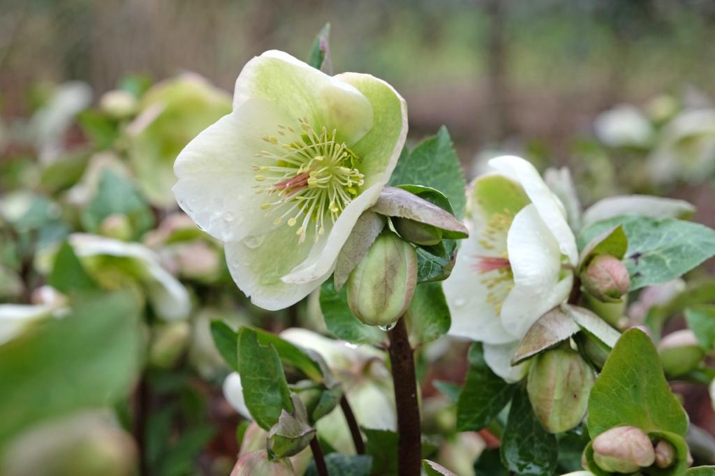 Helleborus, 'Pure White Form'