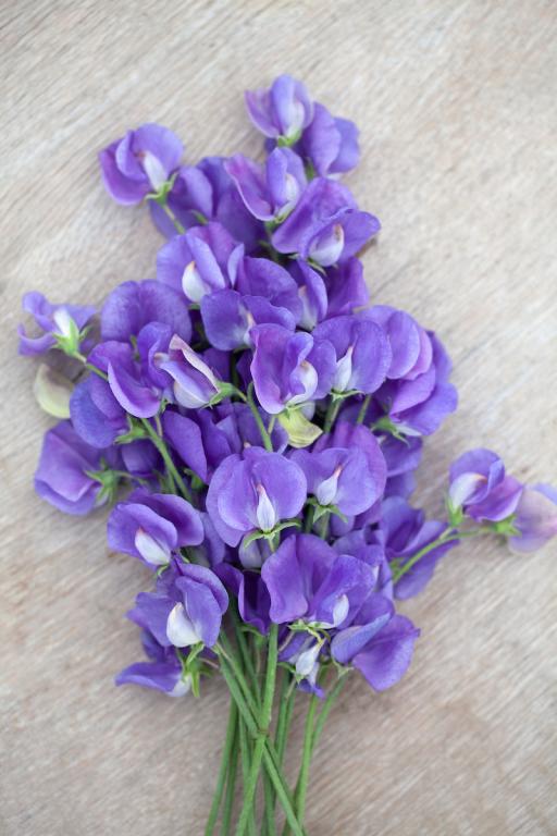Lathyrus odoratus, 'Mammoth Mid Blue'