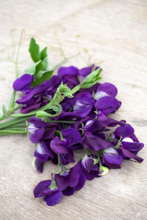 Lathyrus odoratus, 'Mammoth Navy Blue'