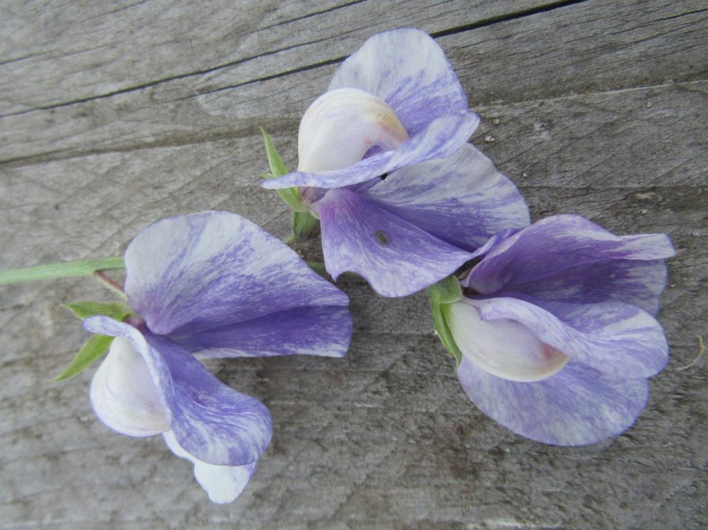 Lathyrus odoratus, 'Unique'