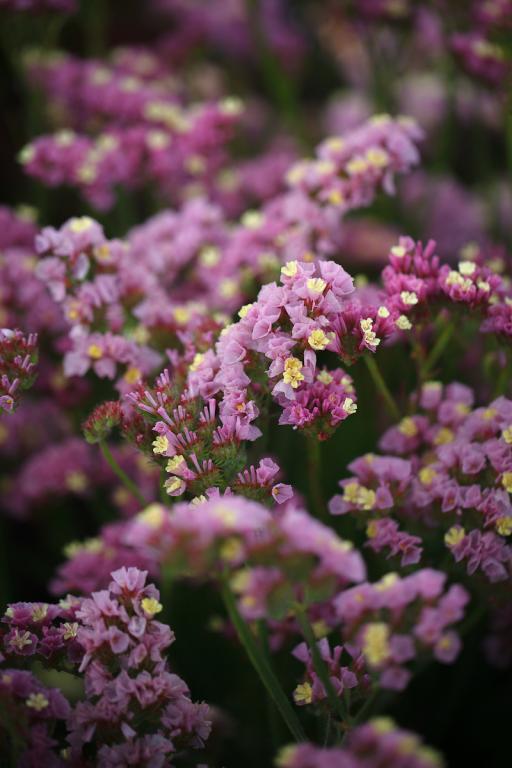 Limonium sinuatum, 'Forever Happy'