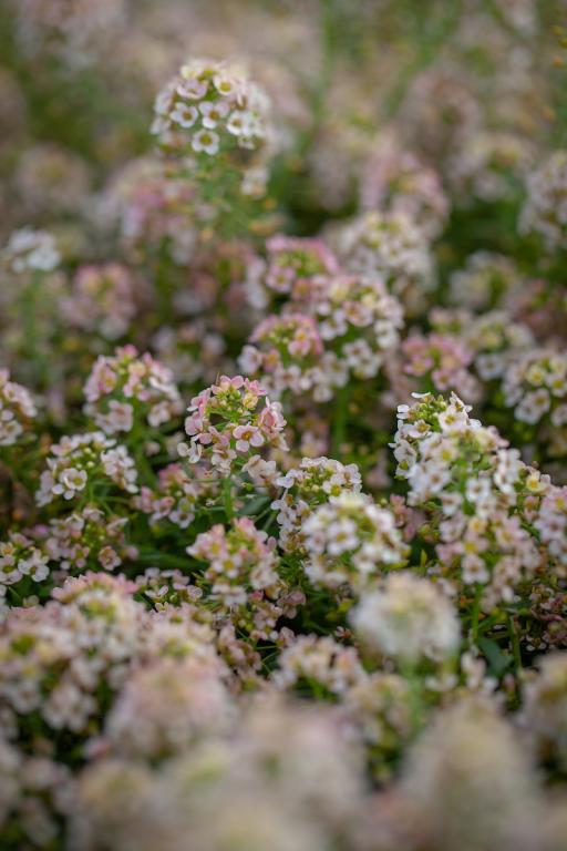 Lobularia maritima, 'Aphrodite Apricot'