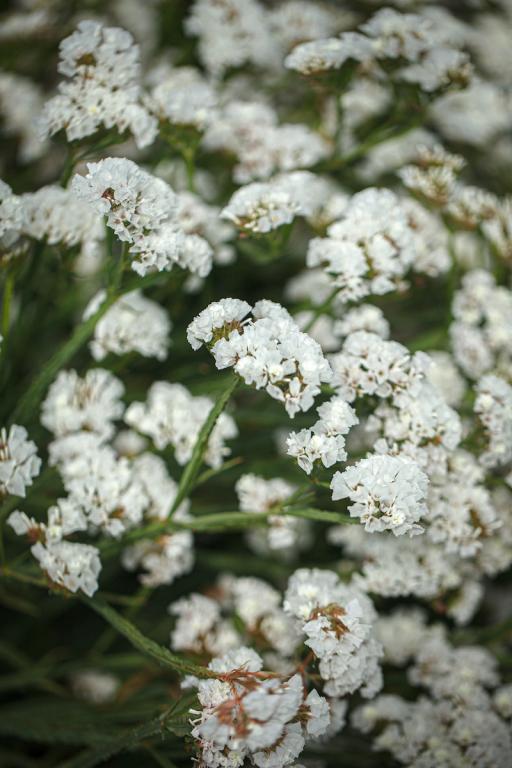 Limonium sinuatum, 'QIS' White