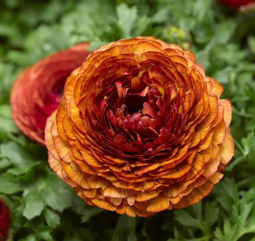 Ranunculus asiaticus, 'Maché Chocolate', F1 Hybrid