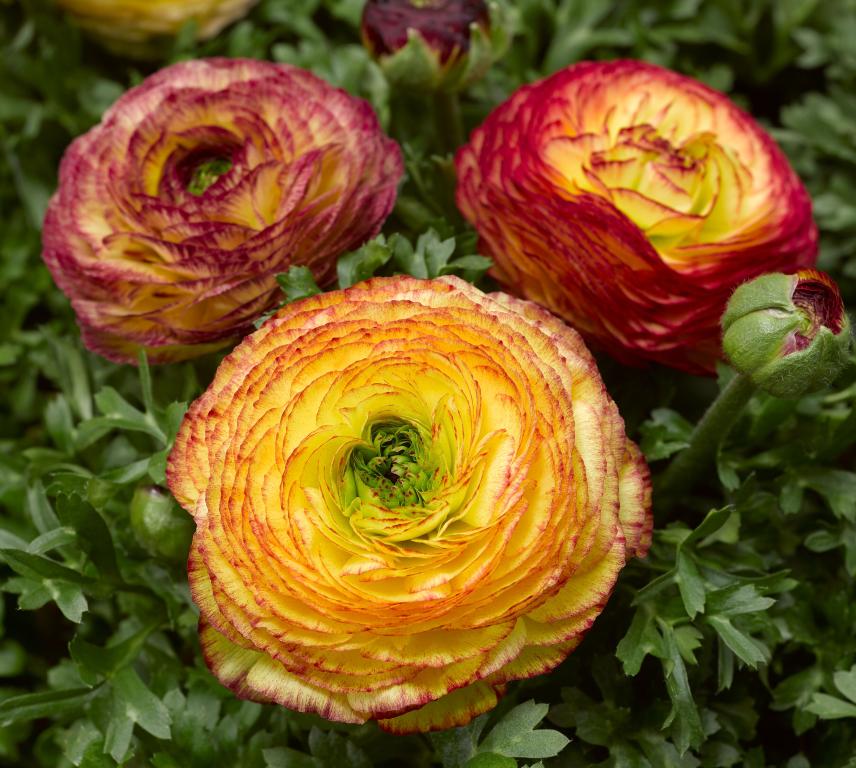 Ranunculus asiaticus, 'Maché Lemon Rose Bicolor', F1 Hybrid