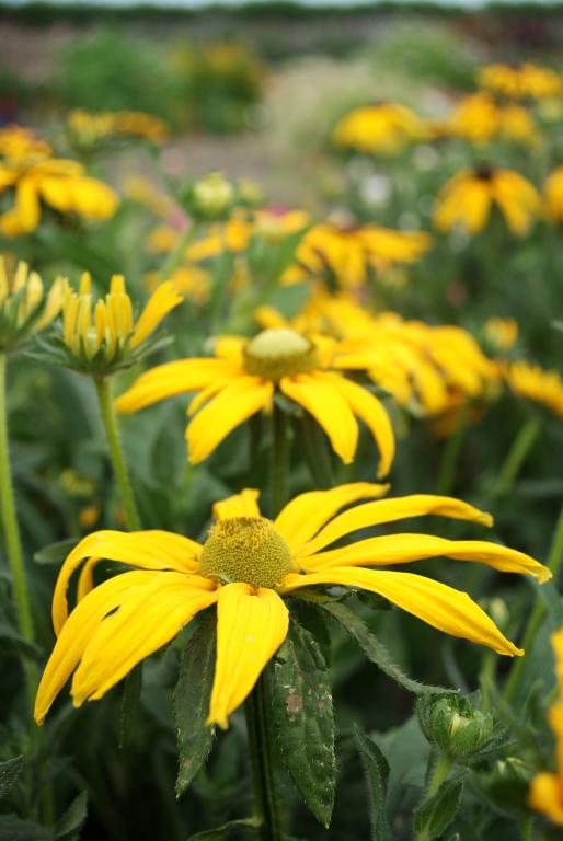 Rudbeckia hirta, 'Green Eyes'