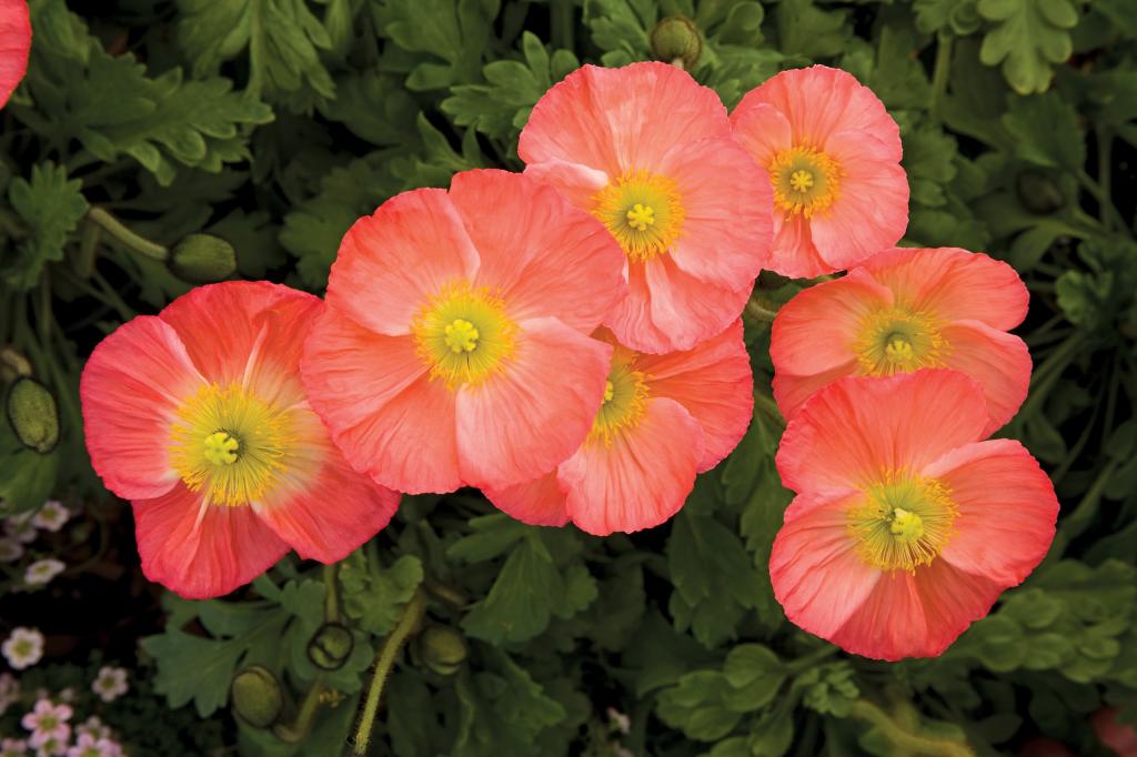 Papaver nudicaule, 'Pulchinella Rose'
