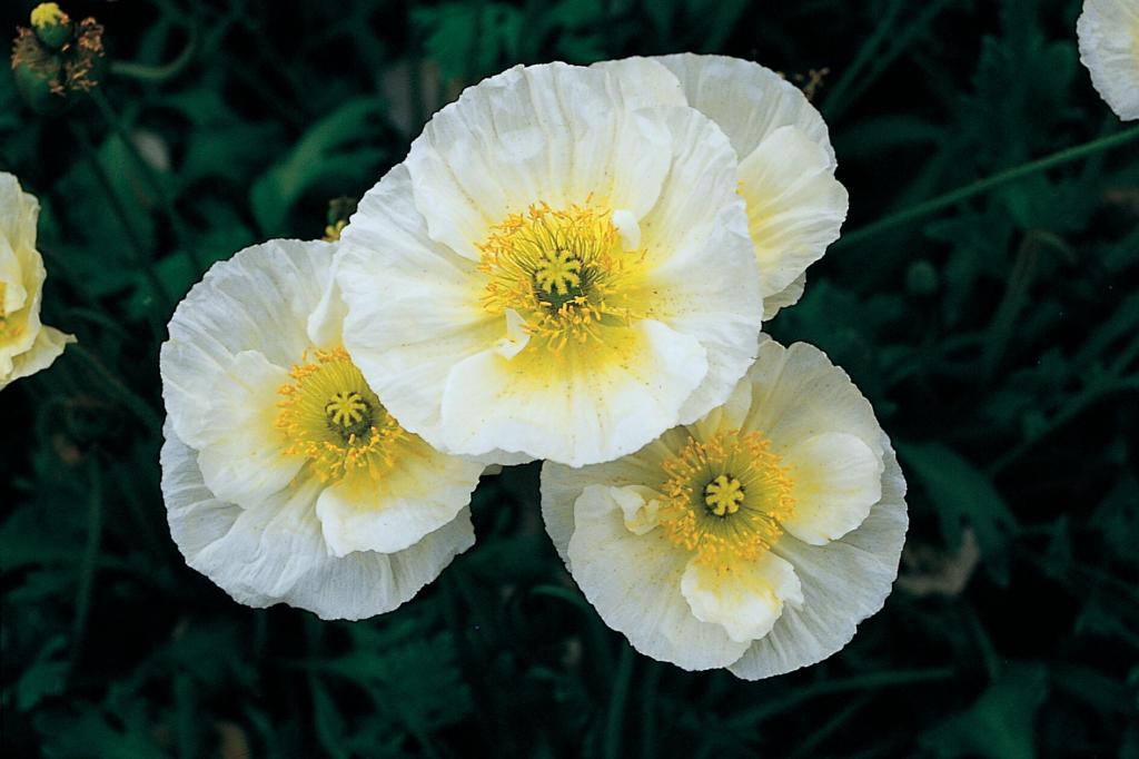 Papaver nudicaule, 'Pulchinella White'
