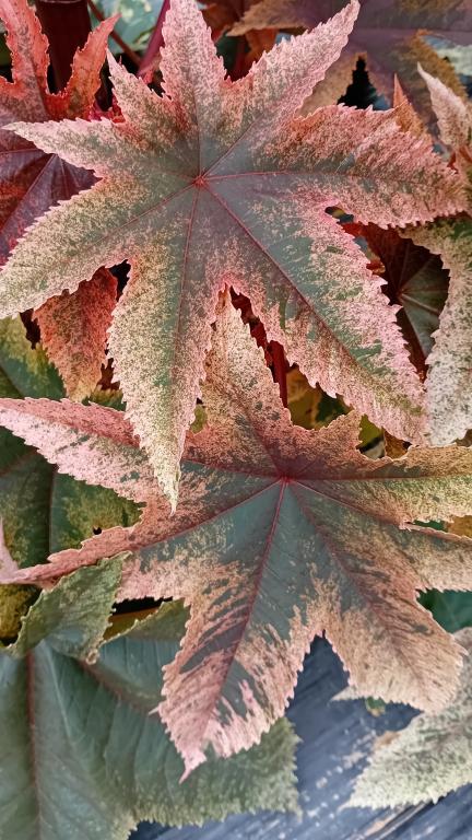 Ricinus communis, Variegated Form