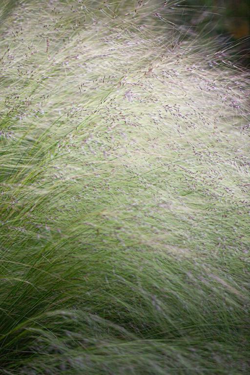 Stipa tenuissima, 'Pony Tails'
