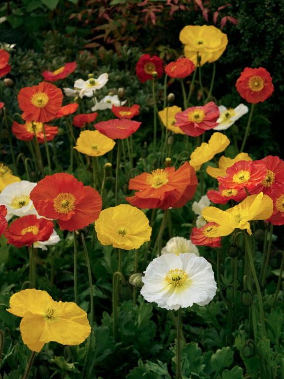 Papaver nudicaule, 'Pulchinella Mixed Colours'