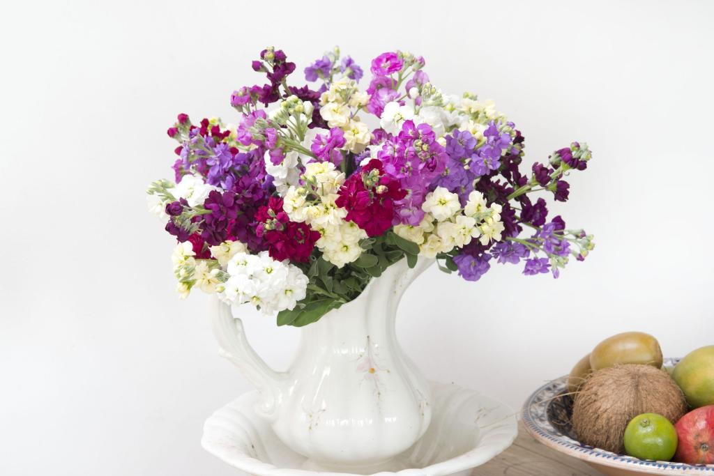 Matthiola incana, 'Anytime Mixed Colours'