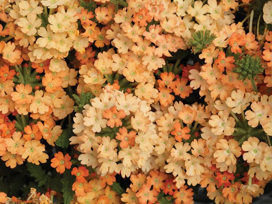 Verbena hybrida, 'Obsession Apricot'